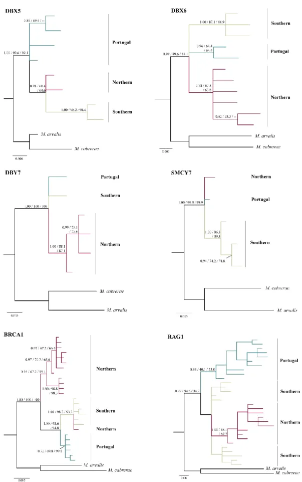 Fig.  4 Phylogenetic  trees  based  on  Bayesian  inference  showing  the  relationships  among  field  voles  for  the  nuclear  genes