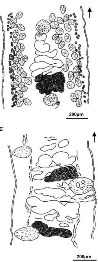 Fig. 6. Strobila of Didymobothrium rudolphii. (A) Mature region, (B) immature region, (C) longitudinal section showing muscle ﬁbres and reproductive organs (uterus, ovary, cirrus-sac, testes)