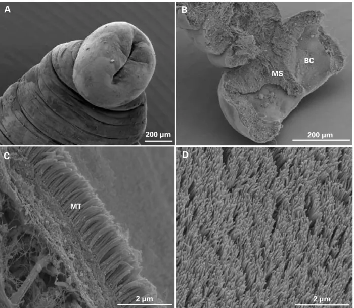 Fig. 3. Scanning electron micrographs of the scolex of Didymobothrium rudolphii collected from Solea lascaris along the Portuguese coast