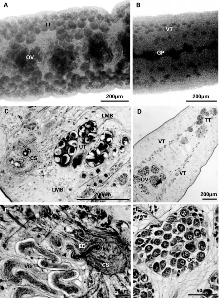 Fig. 5. Light micrographs and histological sections of the reproductive organs of Didymobothrium rudolphii