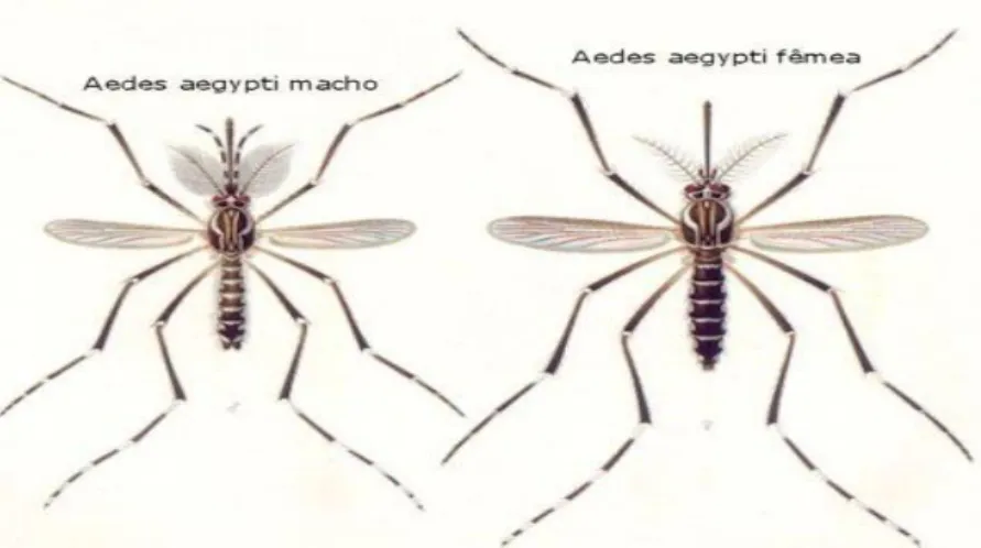 Figura 1.7- Aedes aegypti (Diferença entre macho e fêmea) 