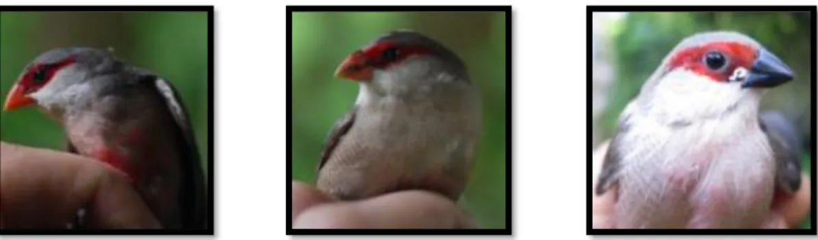 Figure 1.5 - Photos of Principe Seedeater. From left to right: adult male, adult female