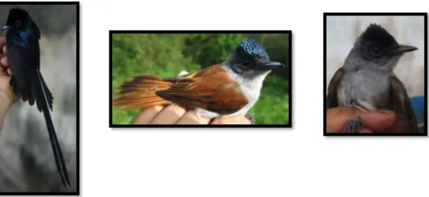 Figure 1.10 - Photos of São Tomé Prinia. From left to right: adult male, adult female and juvenile