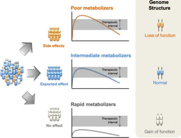 Figure 1. Principles of pharmacogenomics. Drugs may be metabolized as expected and the active  drug will be present in the organism at an ideal level of concentration and/or during the expected  amount  of  time  (center);  However,  in  some  genomic alte