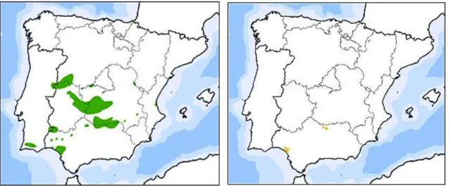 Figura 2 - Mapas da distribuição do lince ibérico na Península Ibérica, em 1979 (à esquerda  – a verde) e  três décadas depois, após o declínio histórico acentuado, em 2004 (à direita – a amarelo)