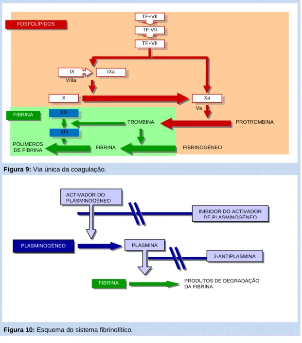 Figura 10: Esquema do sistema fibrinolítico.