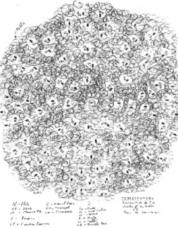 Figure 1 - Xenakis'ssketch of the seating plan for Terretektorh (1965). (Harley, 1994) 