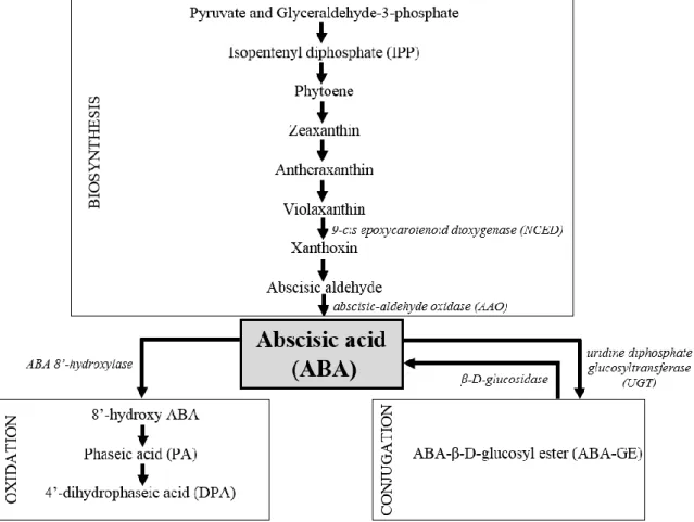 Fig.  1.  Abscisic  acid  (ABA)  metabolism  (biosynthesis,  oxidation  and  conjugation)  with  reference to the most important enzymes (in italic) involved in the metabolic pathway and  which  expression  of  the  codifying  genes  has  been  studied  in