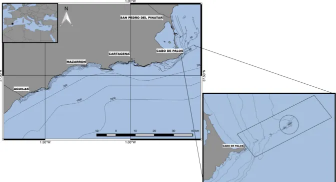 Figure  1.  Map  of  the  coast  of  the  Murcia  region  with  sampling  ports  (North  to  South:  San  Pedro  del  Pinatar,  Cartagena,  Mazarron, Águilas) in the context of the Mediterranean Sea (upper left corner) and the zoom section of the Cabo de P