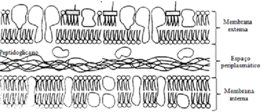 Figura 3:Representação da estrutura de superfície de N. gonorrhoeae. Adaptado de Koneman et al