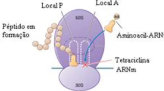 Figura  8:  Mecanismo  de  ação  das  tetraciclinas. 