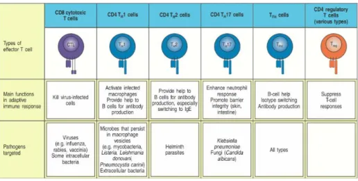 Figure 1.2.4  - Effector T cells and their respective function. Adapted from K. Murphy 2011