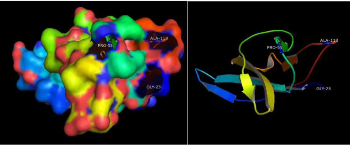 Figure 3.4.3 -  PTCRA tertiary structure of the amino acid residues from 23-126. On the left with surface area  represented on the right without surface area