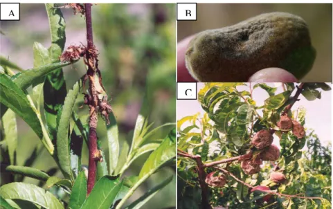 Figura  11  -  Botões  florais  (A),  frutos  (B)  e  frutos  mumificados  (C)  afetados  por  Moniliose  (A  e  C  -  Fonte:  Agrios,  2005;  B  -  Fonte: 
