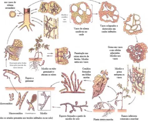 Figura  17  -  Ciclo  da  doença  de  Fusariose  causado  por  Fusarium  avenaceum,  Fusarium  acuminatum e Fusarium solani (Adaptado de Agrios, 2005)