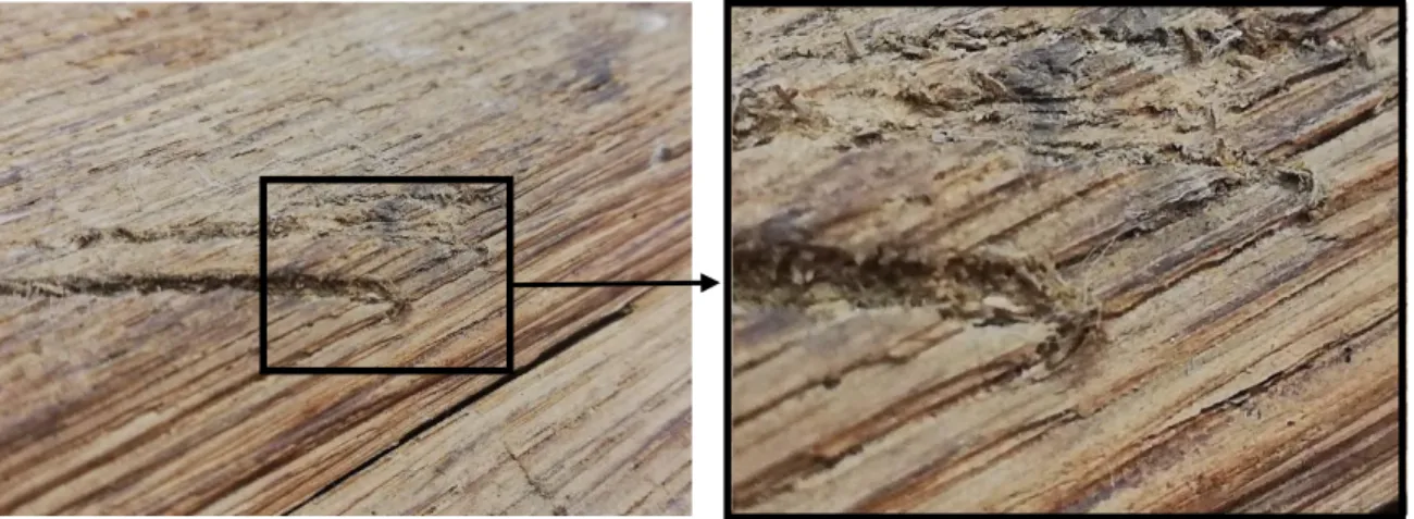 Figura 27 - Extremidade do corte com serrote  Figura 28 - Pormenor da madeira levantada na  extremidade do corte 