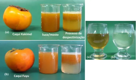 Figura 3. Características do suco/mosto de Kakimel (a) e Fuyu (b) recém-extraído, do  processo de despectinização e da coloração das bebidas após a filtração.
