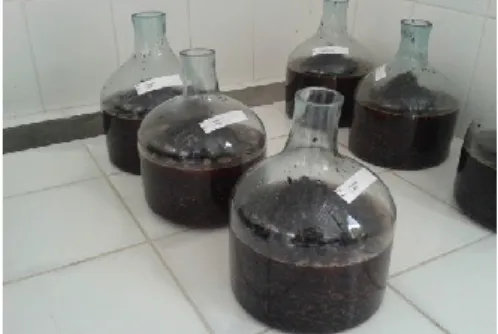 Figura 1. Acondicionamento da uva em garrafões de 20 litros após desengace. 