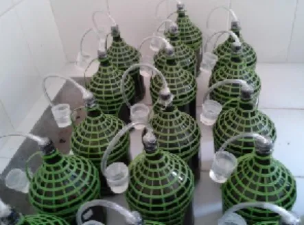Figura 2. Acondicionamento do vinho após fermentação alcoólica, em garrafões de 5  litros com sistema de batoque hidráulico, para conclusão da fermentação malolática