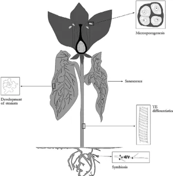 Fig. 4 . Selected metabolic functions of serine proteases.