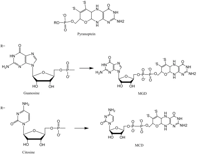 Figure I.2: The pterin cofactor present in mononuclear Mo-containing enzymes and CO dehydrogenase