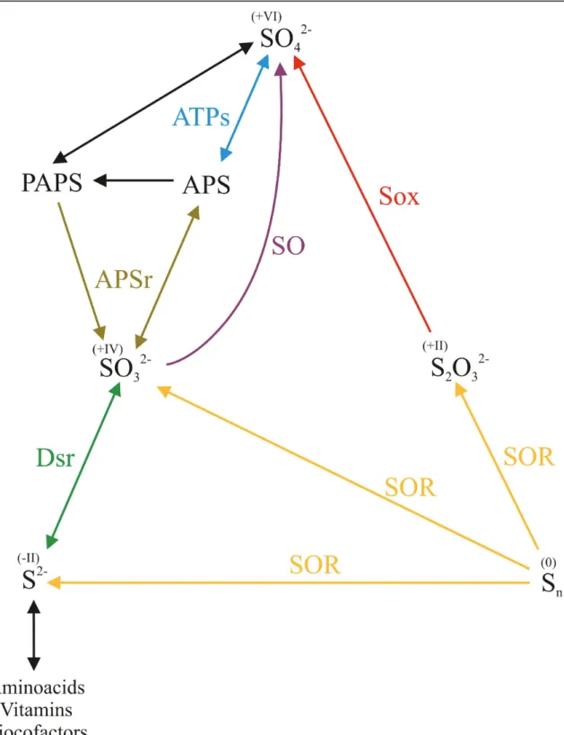 Figure I.5: Simplified biogeochemical S-cycle, including the enzymes responsible for each step