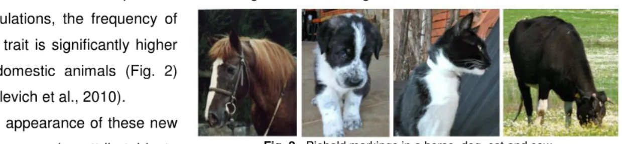 Fig. 2 - Piebald markings in a horse, dog, cat and cow 