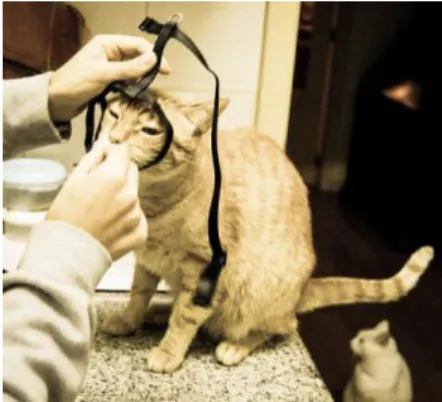 Fig. 3 – Cat learning to wear a harness,  Torres, 2013 