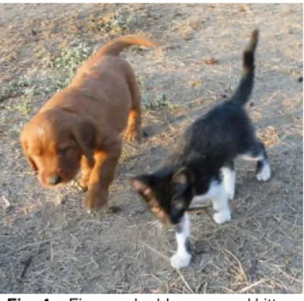 Fig. 4  –  Five week old puppy and kitten  socializing 