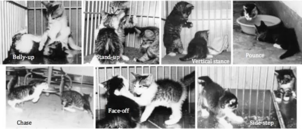 Fig. 6  –  Social play postures in kittens, adapted from Beaver, 2003 
