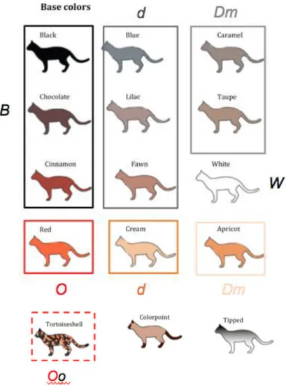 Fig. 7  –  Solid colors in cats, adapted from Medlej, 2012 