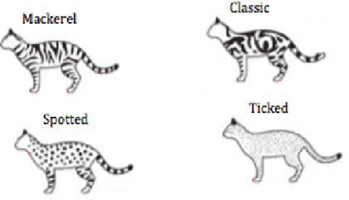 Fig. 8  –  Tabby patterns in cats, adapted from Medlej, 2012 