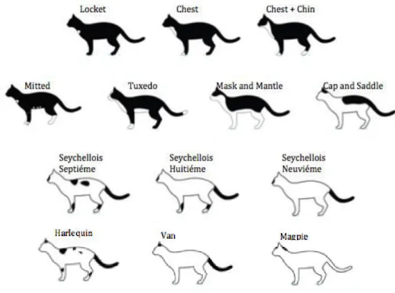 Fig. 9  –  Piebald patterns in cats, adapted from Medlej, 2012 