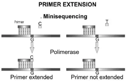 Figure 2 – Illustration of the allelic discrimination reactions by minisequencing: a primer anneals  to its target DNA immediately upstream to the SNP and is extended with a single nucleotide  complementary to the polymorphic base (from Sobrino et al., 200