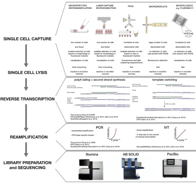 Figure 4.2: Steps of a scRNA-seq protocol with different experimental approaches. From Kolodziejczyk et al