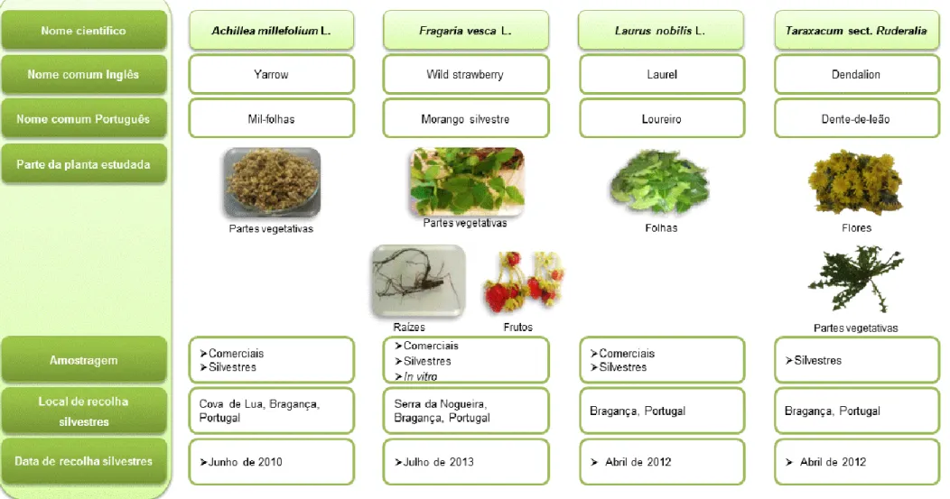 Figura 1. Descrição das amostras estudadas. 