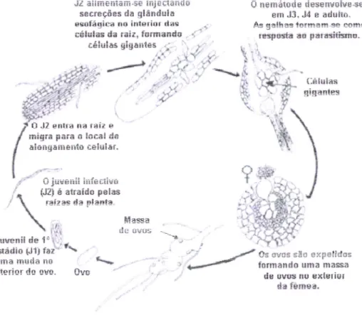 Fig  2.  Ciclo  &lt;ih  vida  &lt;1o  nematode-iias-gaihas-radiculares (aiiaptailo  de  Agrios,  2tltt5)