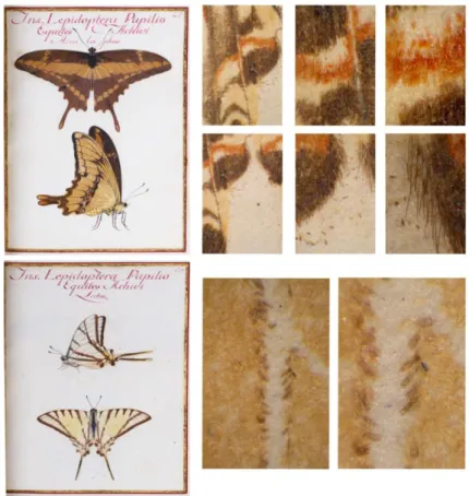 Figura 7 - Páginas e detalhe dos desenhos da obra &#34;Lepidoptérarum...&#34;. De notar à direita a vista  microscópica das escamas utilizadas para o desenho