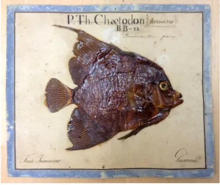Figura 8 - Exemplar de &#34;peixe herborizado&#34; da coleção do Museu de Ciência da Universidade de  Coimbra