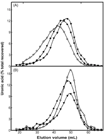 Fig. 5. Molecular size distribution of CDTA-soluble pectins recovered from mature-green cell walls after incubation in R-buffer with ( * ) or without (*) PG
