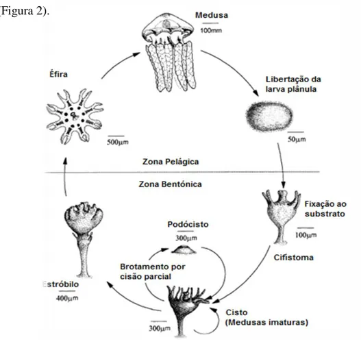 Figura 2 - Esquema do ciclo de vida da medusa C. mosaicus (Adaptado de Pitt, 2000).