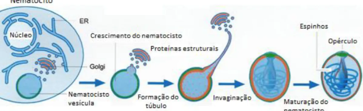 Figura 6. Representação esquemática da morfogénese dos nematocistos (adaptado de Beckmann &amp; 