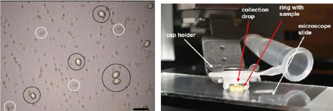 Figura 11 - À esquerda, selecção de diferentes nematocistos para a microdissecação a laser