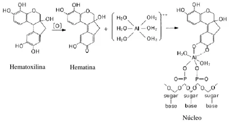 Figura 12 - Esquema de preparação do corante hematoxilina e sua reacção com o DNA (Wako-chem,  2013)