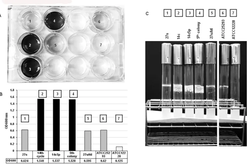Fig 4. Comparison of biofilm formation between 27s, tolerant mutants and control strains