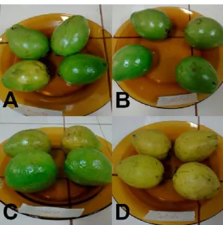 Figura 2. Revestimento de amido (A), de gelatina (B), de lipídeo (C) e amostra  controle (D) analisadas no 3º dia