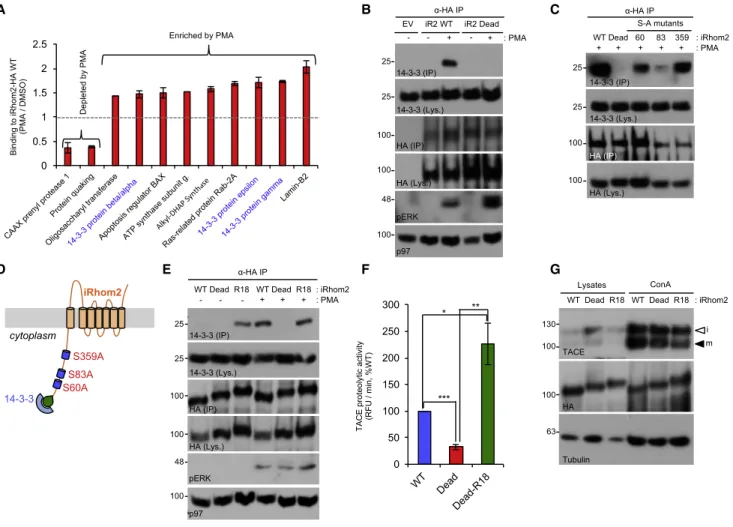 Figure 5. Phosphorylation-Dependent Recruitment of 14-3-3 to iRhom2 Induces Increased TACE Activity