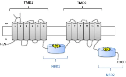 Figure 1. Schematic representation of P-glycoprotein (P-gp) structure with two halves, each with a  transmembrane domain (TMD1 and TMD2) and a nucleotide-binding domain (NBD1 and NBD2)  (adapted from [5])