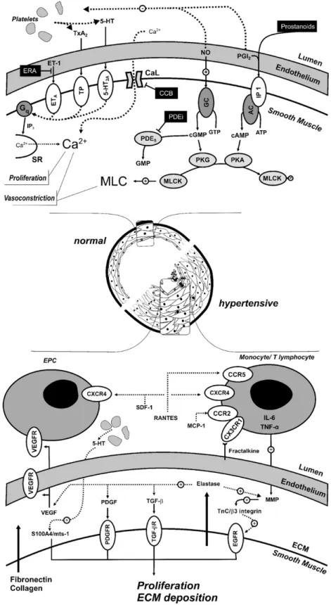 Fig. 1. Pulmonary artery smooth muscle cell (PASMC) constriction and proliferation mechanisms