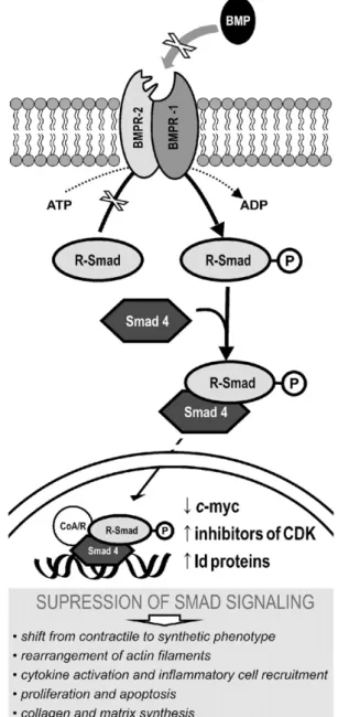 Fig. 3. Growth-promoting pathways in bone morphogenetic protein (BMP) receptor type 2 (BMPR-2) mutations